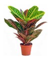 Croton