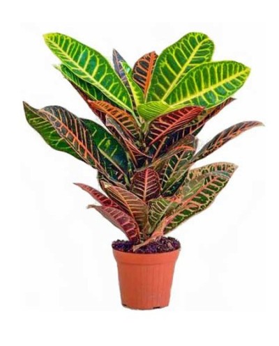 Croton