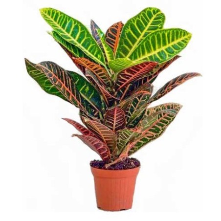 Croton