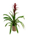 Guzmania
