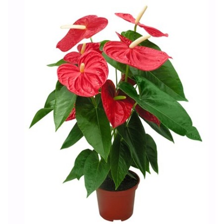 Anthurium