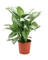 Aglaonema
