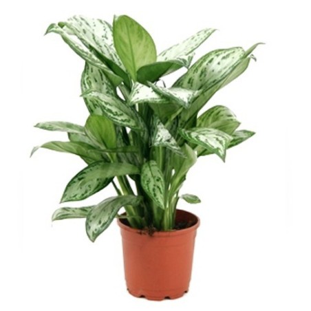 Aglaonema