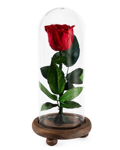 Enchanted Rose-001