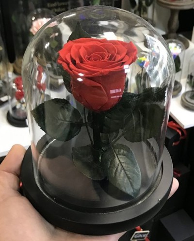 Enchanted Rose-006