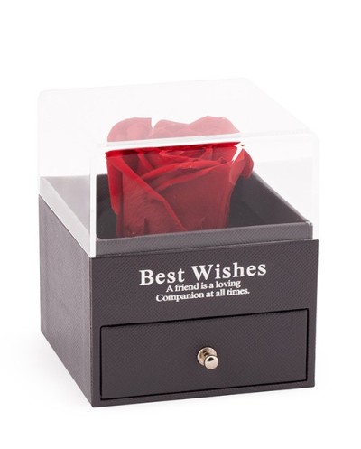 Enchanted Rose-007