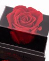 Enchanted Rose-007