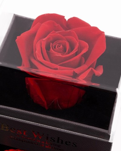 Enchanted Rose-007