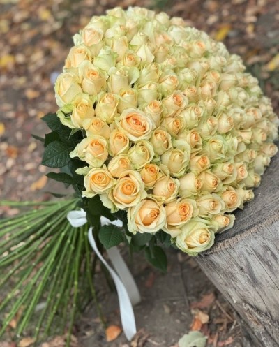 101 Peach Roses