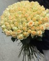 101 Peach Roses