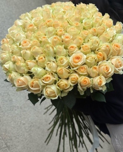 101 Peach Roses