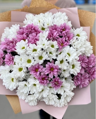 Pink and White Chrysantems