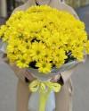 Yellow Chrysantems