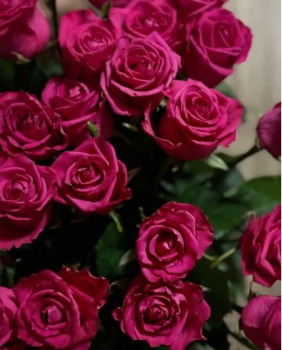 Purple Roses-60cm