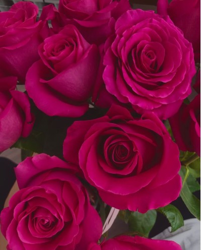 Purple Roses-60cm