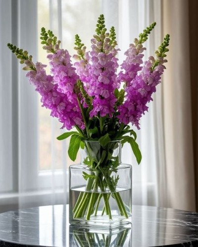 Pink Snapdragons