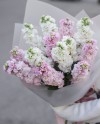 Snapdragons