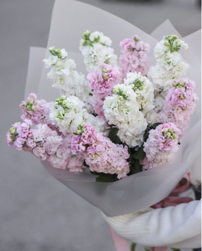 Snapdragons